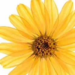 Kneipp Muscle Relaxation Arnica Badolie Outlet