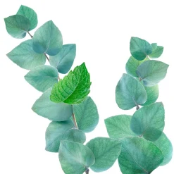 Kneipp Refreshing Eucalyptus Badolie Clearance