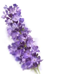 Kneipp Relaxing Lavendel Douchefoam Best