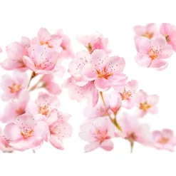 Kneipp Soft Skin Massageolie Outlet