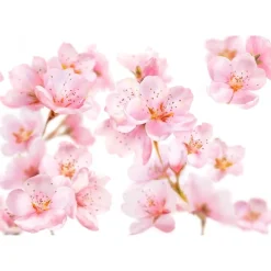 Kneipp Soft Skin Softening Hand Cream Discount