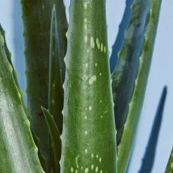 Nivea Sun Kalmerende Aftersun Spray Best