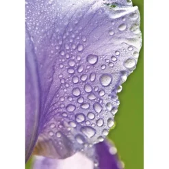 Weleda Iris Balancerende Dagcrème