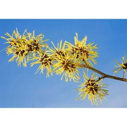 Weleda Milde Reinigingsmousse